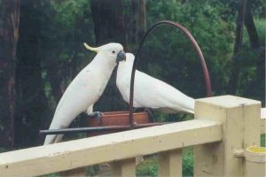 The only thing that could make coffee and a scone taste better was to share the patio with such beautiful birds!