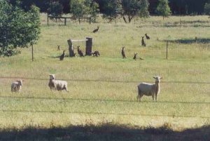 Notice the sheep in front and the kangaroos further back.