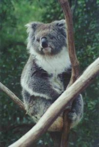 I was sorry not to see koalas in the wild, but this one at the Healeville Sanctuary posed for me very nicely.