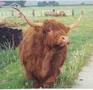 A Friendly Steer at the Edam Farm