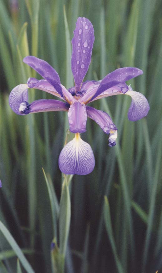 An Iris at Château Malmaison