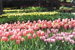 Keukenhof Tulips