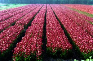 Tulip Fields