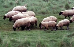 Lots of Sheep on the Way to Le Mont-Saint-Michel