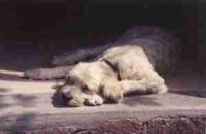 A Sleeping Dog Near Arnac